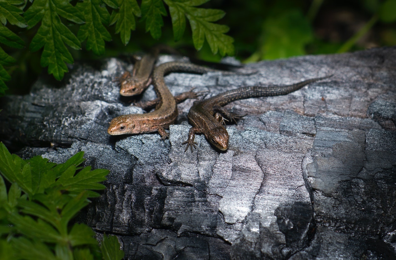 Tips for Caring for Reptiles: How to Keep Them Happy and Healthy